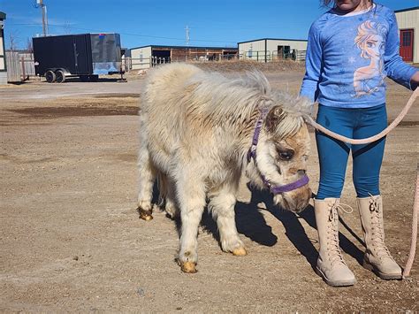 centennial livestock auction|centennial livestock auction results.